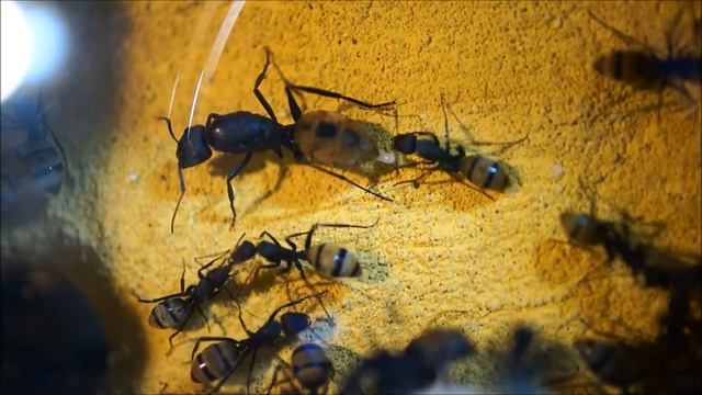 Camponotus fulvopilosus Eiablage смотреть онлайн