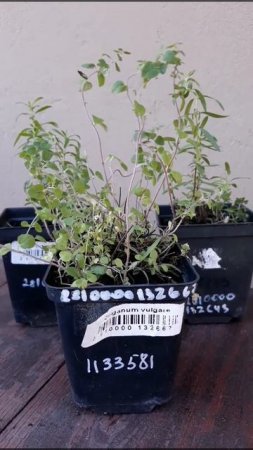 РАСТЕНИЯ ДЛЯ ЛЕКАРСТВЕННОГО ОГОРОДИКА🌿