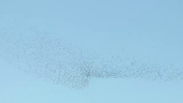 Скворцы смотреть онлайн