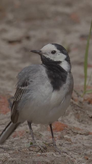 Белая трясогузка. White wagtail. #wildlife #shots #birds