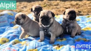 Щенки Мопса. литера В