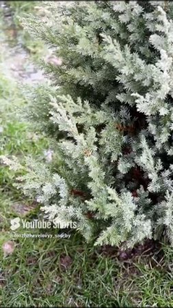 КАК ВЫГЛЯДЯТ МОЖЖЕВЕЛЬНИКИ В  НАЧАЛЕ ЗИМЫ. ЧАСТЬ 2🌲❄ 4.12.2022 г.❄