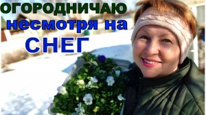 Мобильные грядки- легко и бысто.  Огородничаю, когда еще лежит снег. Как зимовка в прикопе_ (1)
