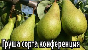 Груша сорта конференция особенности посадки, выращивания и хранения урожая