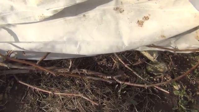 Открываю виноград в марте. Для чего? смотреть онлайн