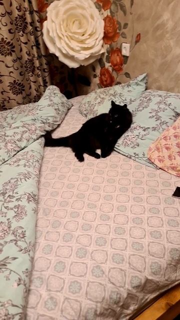 улегся спать смотреть онлайн