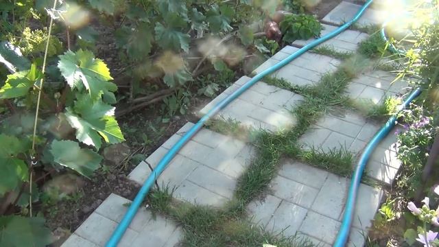 ПОМОГИТЕ ВИНОГРАДУ и САДУ в 1-ой половине Июля смотреть онлайн