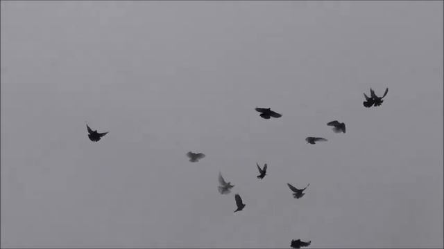 Голуби Сальска смотреть онлайн