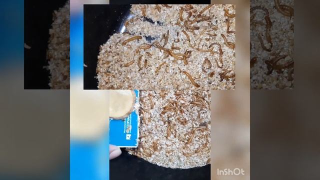 Mealworms larvae смотреть онлайн