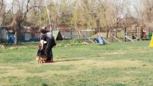 2 Отл. Хельген Хаус АНТЕЙ ++- №63 / КЧК КРАСНОДАР 30 марта`25 В.Хижняк Моно немецких овчарок