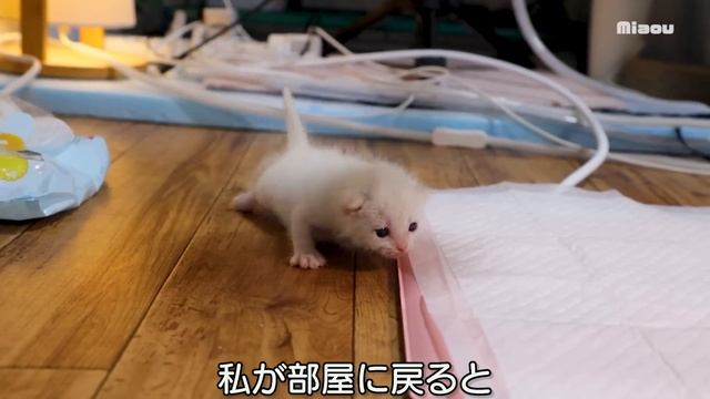 保護子猫9日目。初めてぬいぐるみと一緒に寝たらこうなった日【瀬戸のベル日記】