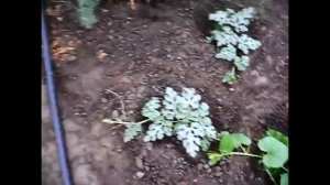 О хороших и плохих предшественниках различных культур