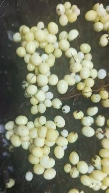 Assalamu aleykom смотреть онлайн