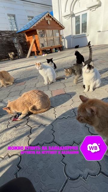 Разыграли корм 2 Артикул на ВБ:265571463 #мягкиеигрушки #мемы #игрушки #веселыекоты #тюлень #котики