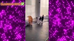 Смешные коты Подборка #10 / Забавные видео про домашних животных/ Смотреть приколы про котиков 2025