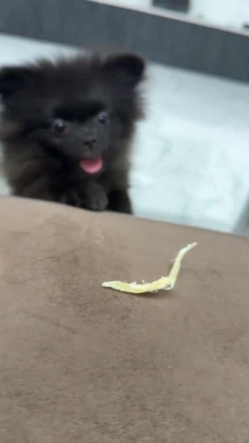 Любительница кальмаров смотреть онлайн