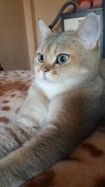 Timon #котики #золотаябританскаяшиншилла #британскийкот #кот #шиншилла #britishcat #cute #cat