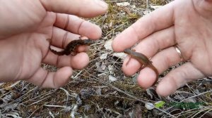 Как отличить самца от самки обыкновенного тритона (Lissotriton vulgaris)
