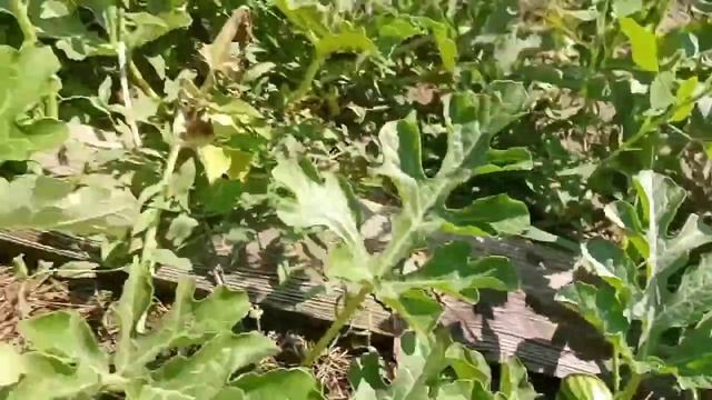 🌺Как же шикарно в +36 цветут цветы🌺 смотреть онлайн