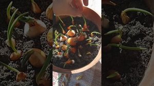 ЭКСТРЕННАЯ ВЫСАДКА ТЮЛЬПАНОВ #тюльпаны #луковичные #луковицытюльпанов