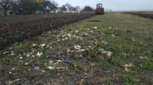 ЮМЗ 6кл Вспашка огорода (ПЛН 3-35) Поднимаем целину