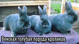 Венская голубая порода кроликов красота и продуктивность