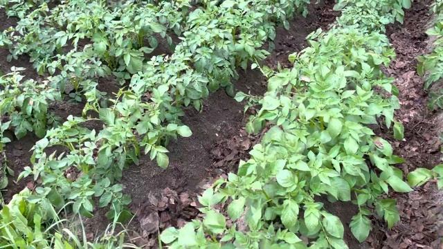 20 Июня , мой картофель растёт и чувствует себя отлично. смотреть онлайн