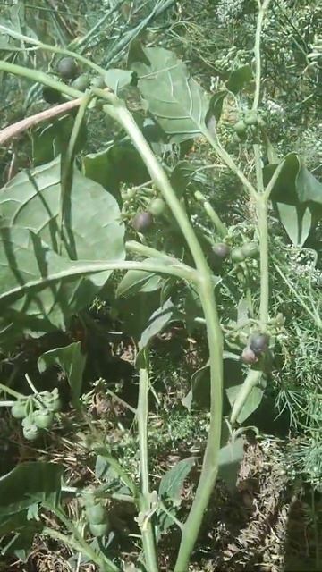 solanum nigrum Plante shorts#bestshorts#ytshorts#what is this comment please смотреть онлайн