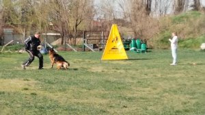 Уд TAKO Del Castello Fienga - №22 / КЧК КРАСНОДАР 30 марта`25 В.Хижняк Моно немецких овчарок