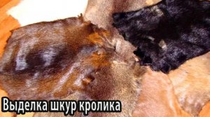 Выделка шкур обычного кролика в домашних условиях