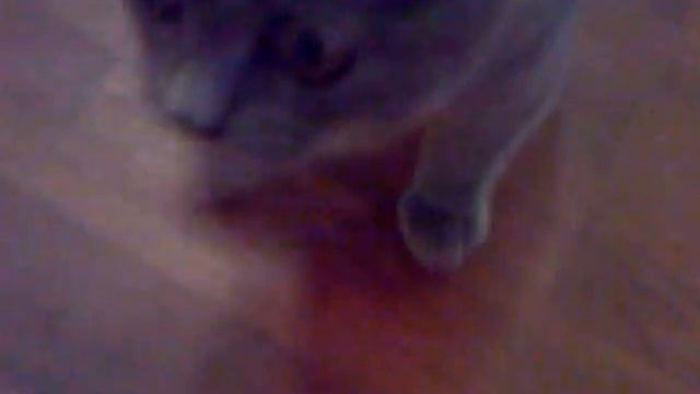 Британский котенок! смотреть онлайн