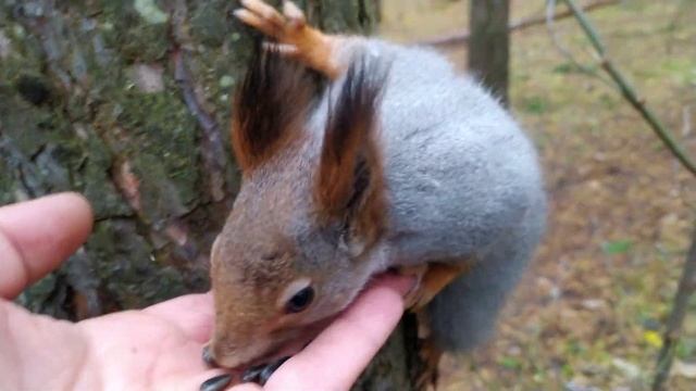 Висюлька. смотреть онлайн