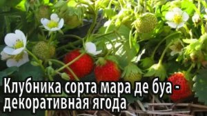 Клубника сорта мара де буа декоративная ягода гибрид для употребления в свежем виде