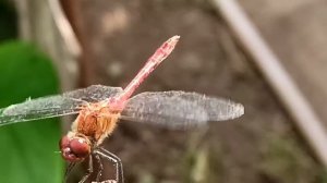 стрекозка. такие интересные они.