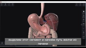 Холецистит, застой желчи, камни в желчном пузыре демонстрация в 3д атласе Пирогов