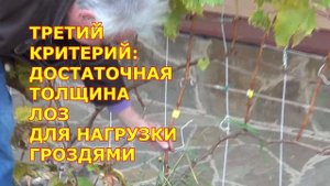 ч 1  ОБРЕЗКА трёхлетних кустов ВИНОГРАДА. Принципы выбора лоз на будущий год