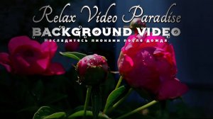 "Сияние после дождя: красные пионы в лучах солнца"