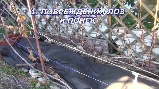 Обрезка винограда. Мифы и факты. Осенняя обрезка завершается весной. смотреть онлайн