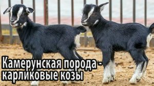 Камерунская порода карликовые козы с высокой производительностью
