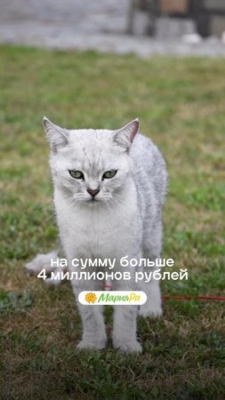 Друга покорми, дачу получи 🏡