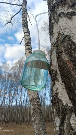 РОДНАЯ ЗЕМЛЯ напоила меня Берёзовым СОКОМ, Берёзовым СОКОМ...