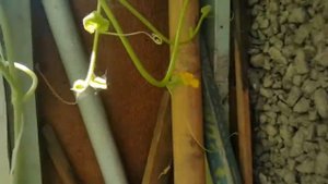 Зацвела дыня на балконе