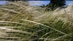 Цветение ковыля в конце мая 2020