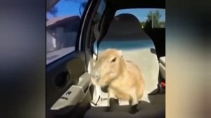 Top 5 capybara