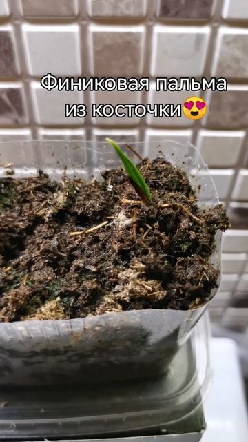 Финиковая пальма из косточки😍 смотреть онлайн