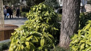 Ялта. Прогулка по Пушкинскому бульвару. Магнолия зацветает. Картины. 21.03.25. Крым. Crimea. Yalta.