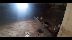 🟢ЗАГОНЧИК ДЛЯ БРОЙЛЕРОВ ИЗ ПОДРУЧНЫХ МАТЕРИАЛОВ. Напольное содержание кур.