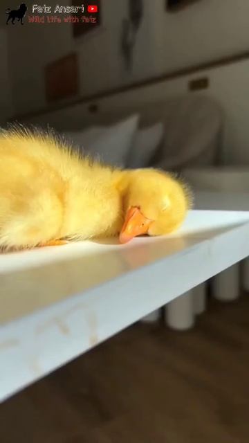 Sleepy Day || #duckling #duck #sleepyduck #pato #peace #cute #cuteanimals #trending #pet #cutepet