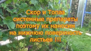 СБЕРЕЧЬ УРОЖАЙ. Защита винограда ОТ ОИДИУМА