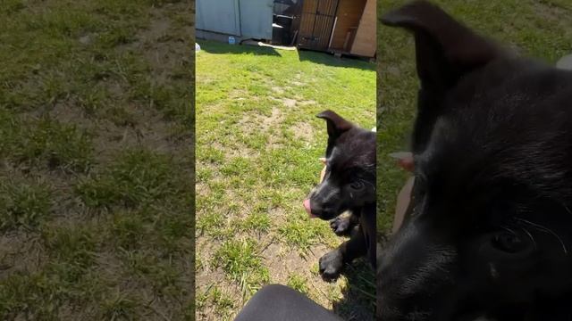 Знакомство немецких овчарок. Первая встреча смотреть онлайн